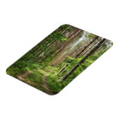 Naturlandschaft Landschaft Wälder Bäume Weißrussla Magnet (Linke Seite)