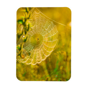 Naturlandschaft Spider Spiderweb Sonnenlicht   Magnet
