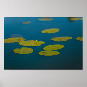 Naturlandschaft Wasserlilie Blätter Pond River Poster