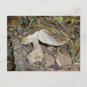 Naturlehrpfad Braun Pilze OBX Postkarte