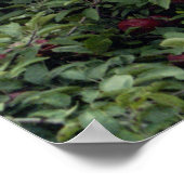 Natürliche Äpfel Poster (Ecke)