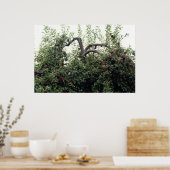 Natürliche Äpfel Poster (Küche)