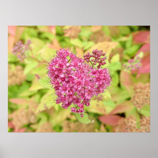 Natürliche Blume Herz - durchbohrt von Pfeil. Poster (Vorne)