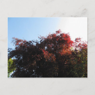 Natürliche Farbe Postkarte