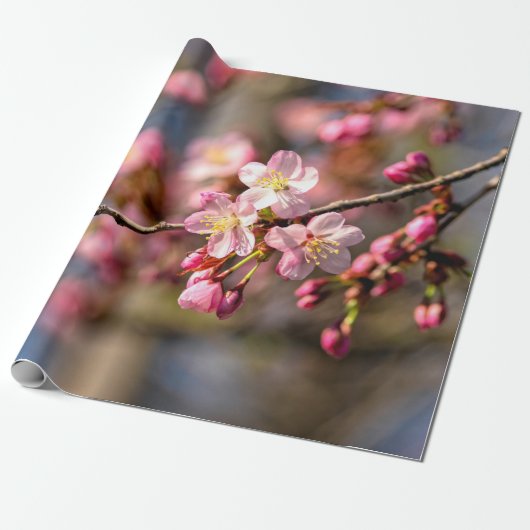 Natürliche Malerei von Sakura-Blume an einem windi Geschenkpapier (Ungerollt)