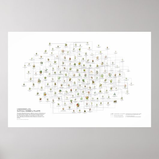 Natürliche Orders von Pflanze - Wahrscheinlichkeit Poster (Vorne)