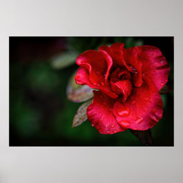 Natürliche Rote Blume Naturfotografie Poster