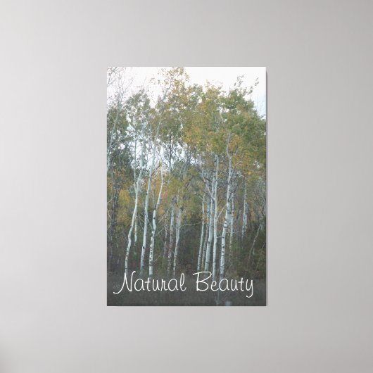 Natürliche Schönheit Weiße Birke Leinwanddruck (Vorderseite)