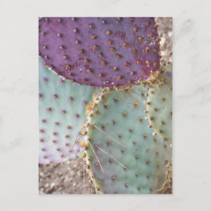 Natürliche Schönheit...Wunderschöne Kakteen... Postkarte