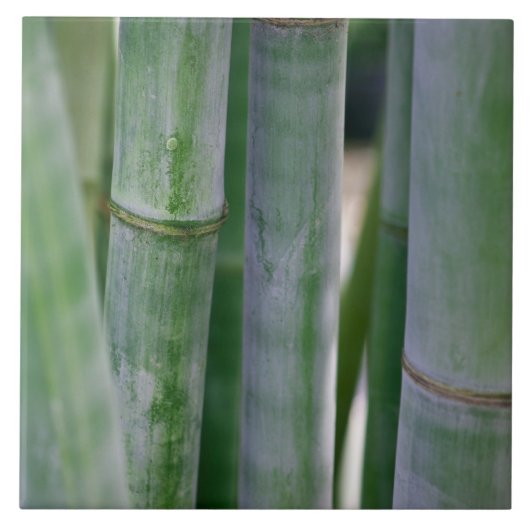 Natürlicher BambusZen-Hintergrund kundengebundene Fliese (Vorderseite)