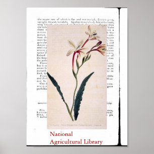Natürlicher botanischer Druck drei Poster