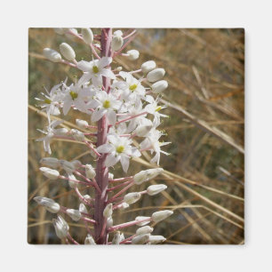 Naturmagnet Blume Magnet