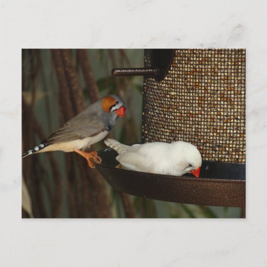 NATURPOSTKARTE POSTKARTE (Vorderseite)