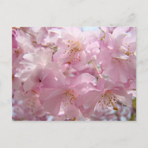 Naturpostkarten - Blume Rosa Bäume Blüten Postkarte