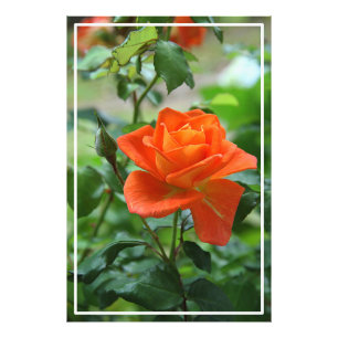 Naturrosa-Rose-Blume Fotodruck