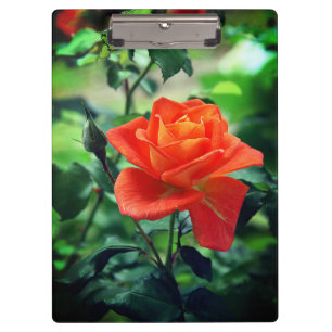 Naturrosa-Rose-Blume Klemmbrett