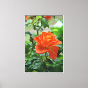 Naturrosa-Rose-Blume Leinwanddruck