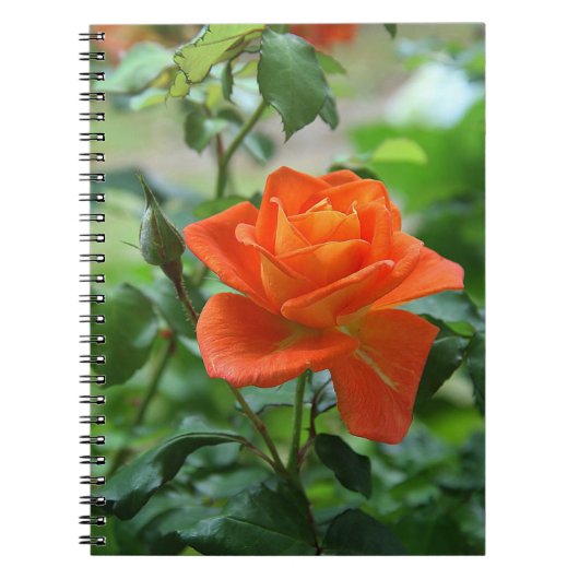 Naturrosa-Rose-Blume Notizblock (Vorderseite)
