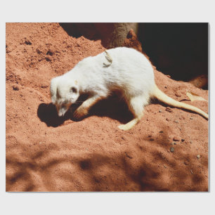 Natursammler: Weißer Erdmännchen beim Graben nach  Geschenkpapier