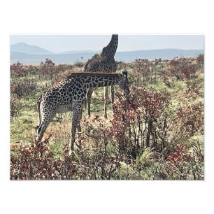 Naturschmaus – Afrikanischer Giraffen-Fotoabzug Fotodruck