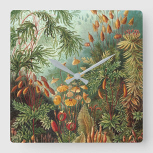 NATURSCHUTZ DURCH ERNST HAECKEL QUADRATISCHE WANDUHR