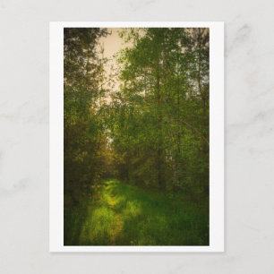 Naturschutzgebiet Grüne Bäume Waldlandschaft Weißr Postkarte