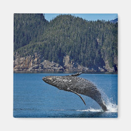 Naturschutzgebiet Humpback Foto Magnet