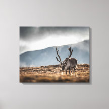 Naturschutzgebiet Svalbard Rentier Foto