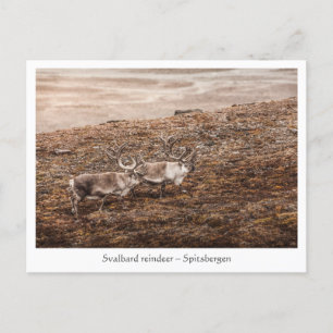 Naturschutzgebiet Svalbard Rentier Foto Postkarte