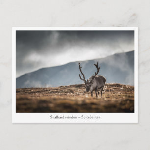 Naturschutzgebiet Svalbard Rentier Foto Postkarte