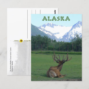 Naturschutzzentrum Alaska Postkarte