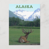 Naturschutzzentrum Alaska Postkarte (Vorderseite)