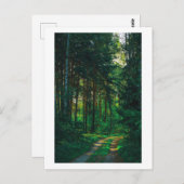 Naturwald Birch Bäume Landschaftsstraße Postkarte (Vorne/Hinten)