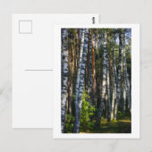 Naturwald Birken Bäume Grüne Landschaft Postkarte (Vorne/Hinten)