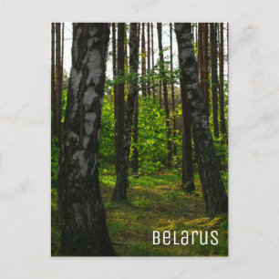 Naturwald Birkenbaum Landschaft Weißrussland Postkarte