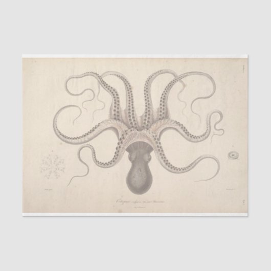 Nautic Octopus Script Ephemera Decoupage Seidenpapier (Vorderseite)