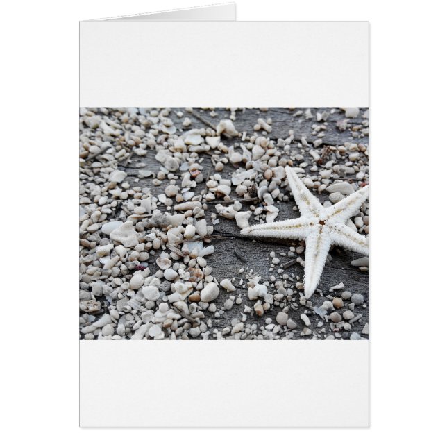 Nautical Starfish Muschel Gray Beach Sand (Vorne)