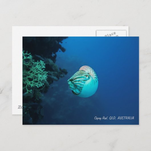Nautilus Great Barrier Reef Korallenmeer Postkarte (Vorne/Hinten)