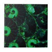 Nautilus-grüne Muschel Fliese (Vorderseite)