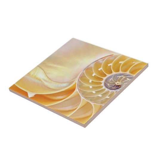 Nautilus Keramik Tile Fliese (Seite)