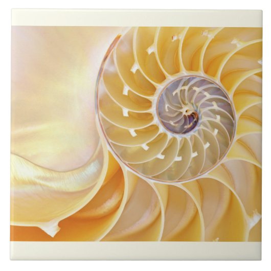 Nautilus Keramik Tile Fliese (Vorderseite)