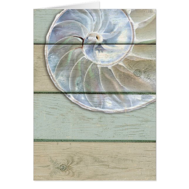 Nautilus-Muschel (Vorne)