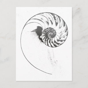 Nautilus Muschel 1 Postkarte