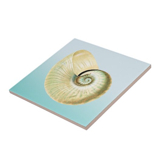 Nautilus-Muschel Fliese (Seite)