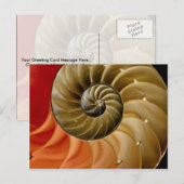 Nautilus Muschel Foto Postkarte (Vorne/Hinten)