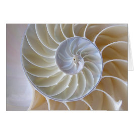 Nautilus Muschel Golden Spiral Fotograf