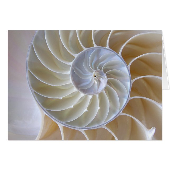Nautilus Muschel Golden Spiral Fotograf (Vorderseite (Horizontal))