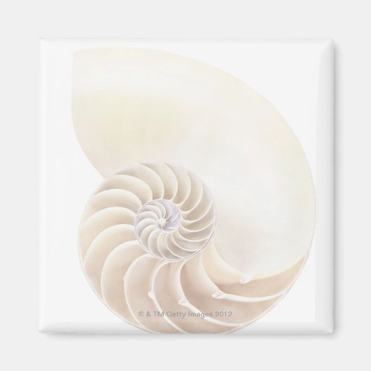 Nautilus-Muschel, nah Magnet (Vorne)