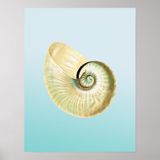 Nautilus-Muschel Poster (Vorne)