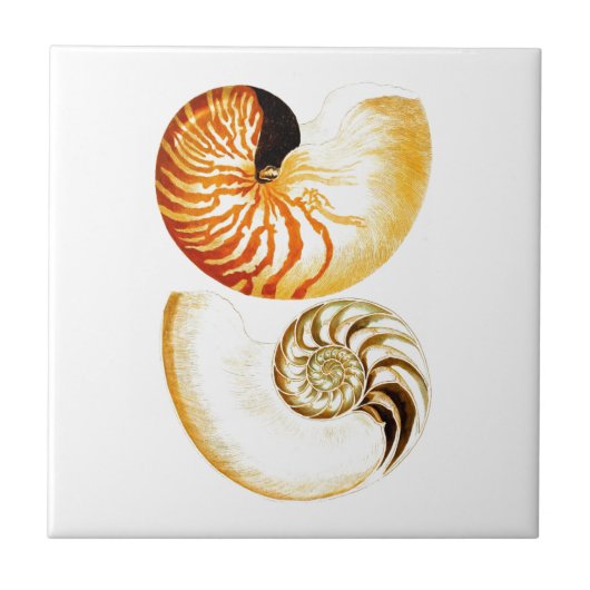 Nautilus Muschel Seashell no.8 Beach Deco Art Fliese (Vorderseite)